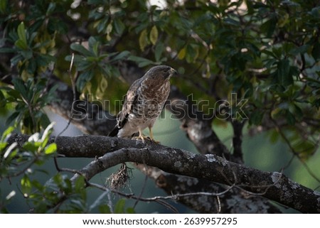 A beautiful hawk perches in a tree in Medellín, Colombia. This common bird lives in the tropical lowlands of East, Central, and South America.