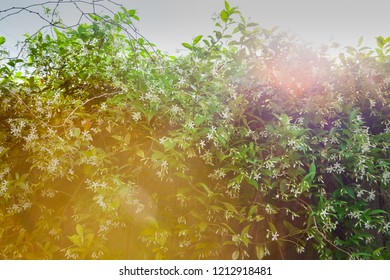 Beautiful Hazy Sunflare Over Star Jasmine In Flower Growing On A Fence, Looking Up Into The Sky.