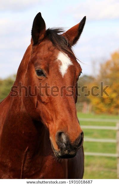 beautiful head portrait from a brown quarter\
horse on the paddock