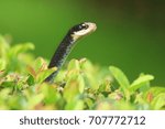 Beautiful headshot black snake in Florida