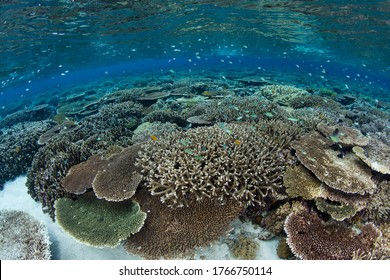 A beautiful, healthy coral reef grows in the shallows of Wakatobi National Park, Indonesia. This remote, tropical area is part of the Coral Triangle, known for its incredibly high marine biodiversity.