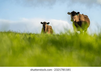 Beautiful healthy sustainable cows grazing in a field 