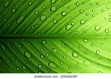 A beautiful, healthy, symmetrical, moist green canna leaf sprinkled with water drops and highlighted by the sun's rays, creating a contrasting ombre effect.                                - Shutterstock ID 2206366589