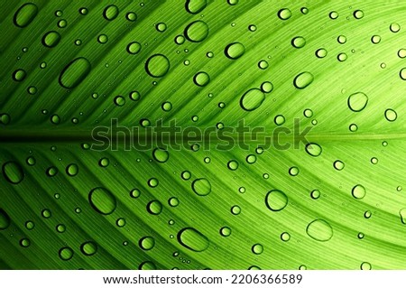 A beautiful, healthy, symmetrical, moist green canna leaf sprinkled with water drops and highlighted by the sun's rays, creating a contrasting ombre effect.                               