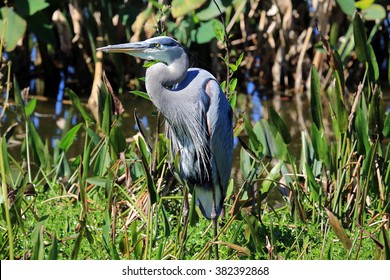 Beautiful and healthy tricolored heron during mating season.