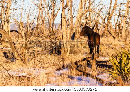 Similar – Image, Stock Photo Brown horse walking on a green field in cloudy weather