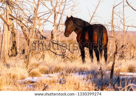 Similar – Image, Stock Photo Brown horse walking on a green field in cloudy weather