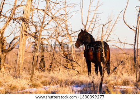 Similar – Image, Stock Photo Brown horse walking on a green field in cloudy weather