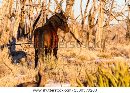 Similar – Image, Stock Photo Brown horse walking on a green field in cloudy weather