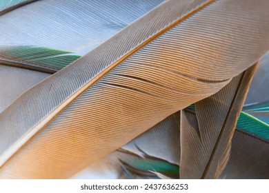 Beautiful heap group parrot and eagle feather pattern texture luxury background - Powered by Shutterstock