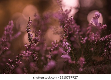 Beautiful heather in the forest at sunset. - Powered by Shutterstock