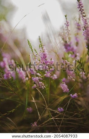 Similar – Image, Stock Photo pink flowers of calluna vulgaris in a field at sunset