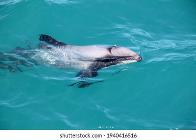 Beautiful Hector Dolphin In Crystal Blue Water