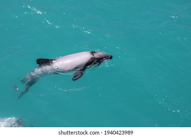 Beautiful Hector Dolphin New Zealand 