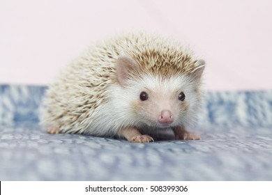 Beautiful Hedgehog Baby