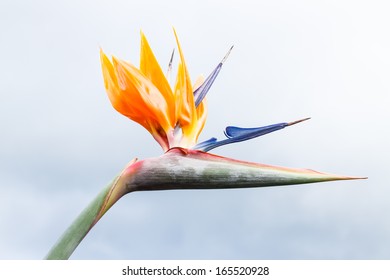 Beautiful Heliconia flower - Powered by Shutterstock
