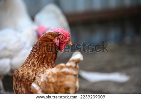 A beautiful hen with a red comb and brown feathers walks around a farmyard bird.
