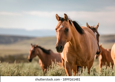 Beautiful herd of American Quarter horse ranch horses in the dryhead area of Montana near the border withWyoming - Shutterstock ID 1899261481