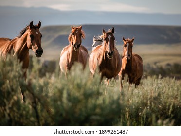 Beautiful herd of American Quarter horse ranch horses in the dryhead area of Montana near the border withWyoming - Powered by Shutterstock