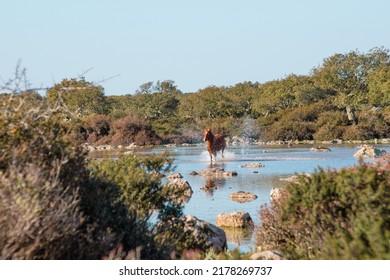 Beautiful herd of American Quarter horse ranch horses in the area running through shallow water