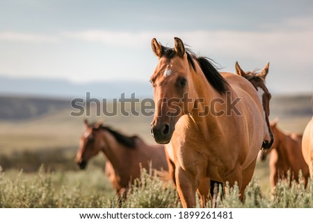 Beautiful herd of American Quarter horse ranch horses in the dryhead area of Montana near the border withWyoming