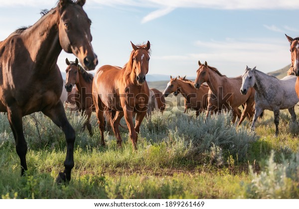 Beautiful herd of\
American Quarter horse ranch horses in the dryhead area of Montana\
near the border\
withWyoming