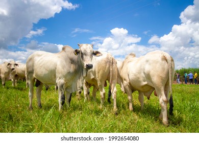beautiful herd of bulls of the Nellore breed in the open-air pasture of a farm - Shutterstock ID 1992654080