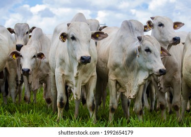 beautiful herd of bulls of the Nellore breed in the open-air pasture of a farm - Shutterstock ID 1992654179