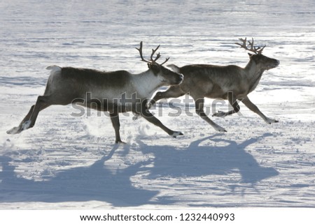 Beautiful herd of deer, Sweden's arctic tundra 