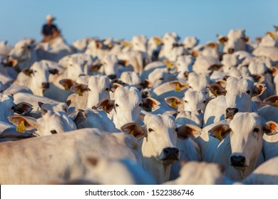 beautiful herd of Nelore cattle, livestock in Brazil - Shutterstock ID 1522386746