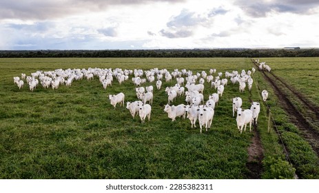 beautiful herd of Nelore cattle, narrow focus, hundreds of heads, Mato Grosso, Brazil