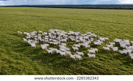 beautiful herd of Nelore cattle, narrow focus, hundreds of heads, Mato Grosso, Brazil