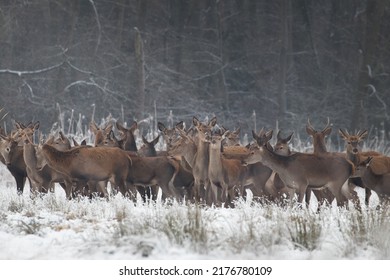 Beautiful Herd Of Red Deer, Cervus Elaphus, On A White Meadow In The Snow, Large Forest Animals In The Game Refuge, Nature Reserve In Winter, Beautiful Snow-covered Meadow And Wild Animals