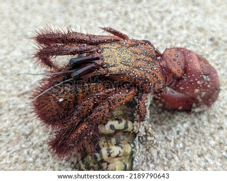 Beautiful hermit crab on the sand