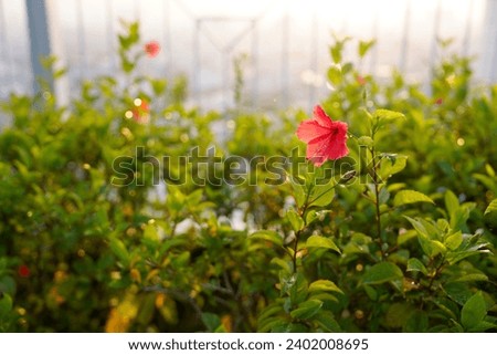 a beautiful hibiscus flower in the morning, bokeh background