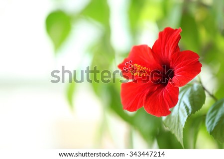 Beautiful hibiscus flower on nature background