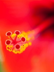 Beautiful Hibiscus Flower. Red Flower. Macro