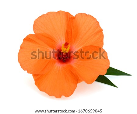 beautiful Hibiscus flower (roe mallow ) isolated on white background