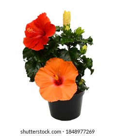 beautiful Hibiscus flowers in a pot, isolated on white background