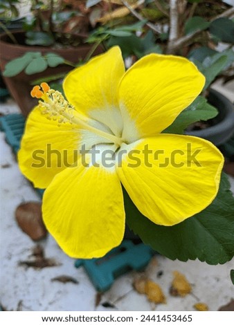 Beautiful Hibiscus Yellow  flower Special