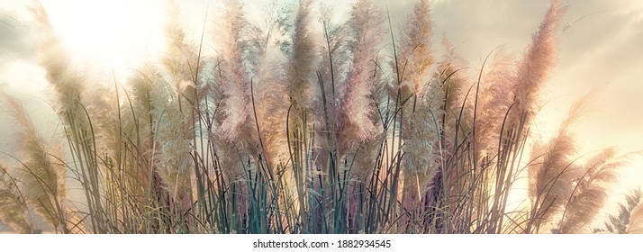  Beautiful, high dry seeds of reed - cane, dry reed, dry cane in meadow lit by sunlight