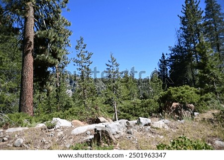 beautiful high elevation mountain forest on a summer August day