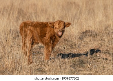 Scottish Nature Hd Stock Images Shutterstock