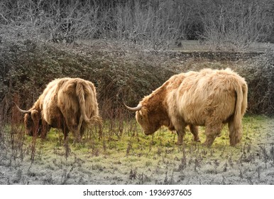 Beautiful Highland Cattle Field Stock Photo 1936937605 | Shutterstock