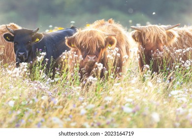 Beautiful Highland Cattle In A Flower Meadow At Sunrise In Norfolk. Staring At The Camera With Horns In A Group