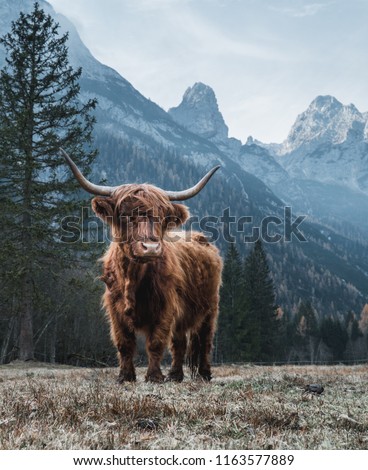 Beautiful Highland Cattle standing alone on a frozen Meadow in front of Huge Peaks in the Italian Dolomites