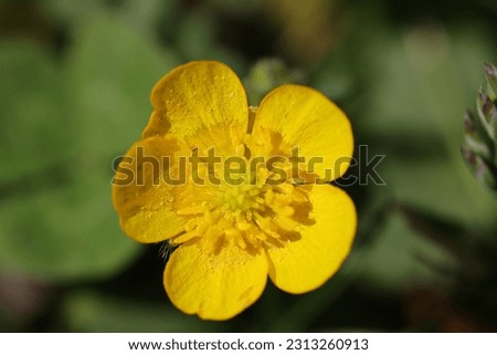 beautiful highly detailed yellow buttercup flower