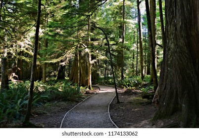 A beautiful hike through an old growth forest along fern plants and majestic trees with foliage canopy 