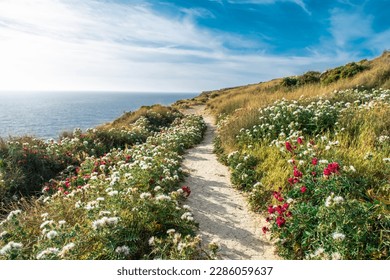 Beautiful Hiking Trail in Malta with white and pink flowers and sea view  - Dingli, Malta Island  - Powered by Shutterstock