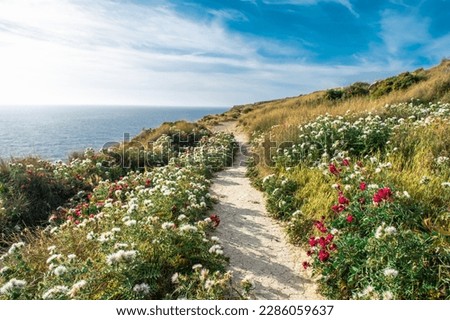 Beautiful Hiking Trail in Malta with white and pink flowers and sea view  - Dingli, Malta Island 